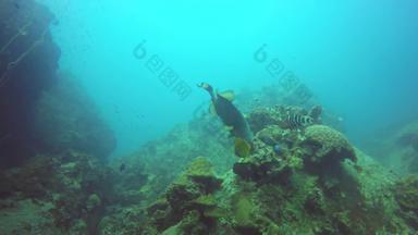 海洋潜水潜水水下色彩斑斓的热带珊瑚礁海景咄咄逼人的危险的巨大的泰坦触发鱼深海洋硬珊瑚水生生态系统水极端的体育运动爱好
